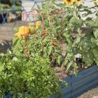 Hinged Tomato Cages Red